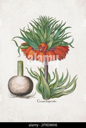 Lily impériale de couronne; Corona impérialis. Art par Basilius Besler (1561–1629) Banque D'Images