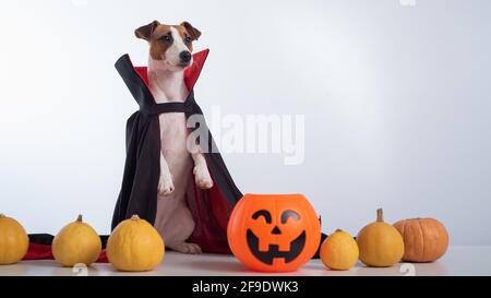 Chien dans un manteau de vampire et Jack-o-lanterne sur un fond blanc. Halloween Jack Russell Terrier en costume de comte Dracula Banque D'Images