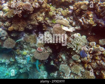 Coraux à Ribbon Reef No. 9, Grande barrière de corail, Queensland, Australie Banque D'Images