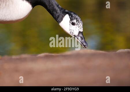 gros plan d'une oie du canada avec un et noir tête blanche à pois à la recherche de nourriture sur la banque de Un lac Branta canadensis Banque D'Images