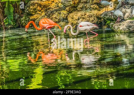 Coloré Orange Rose américain Caraïbes Flamingo blanc Grand Flamingo Floride Phoenicopterus ruber américain Ibis natif de Floride. Banque D'Images