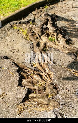 Les racines de l'arbre ont brisé le pavé asphalté de la route. Une plante craque à travers des fissures. Concept d'écologie Banque D'Images