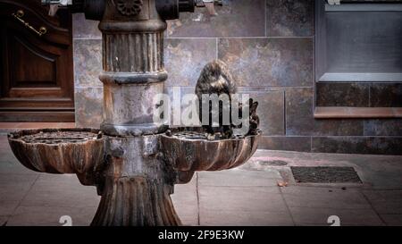 Un gros plan d'une vieille fontaine sèche et d'un chat mignon debout sur lui essayant de trouver quelque chose à e Banque D'Images