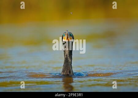 Plongée en shag sur l'eau du rover. Oiseau sombre Grand Cormorant, Phalacrocorax carbo, tête dans la surface de l'eau. Corcovado, Costa Rica. Banque D'Images