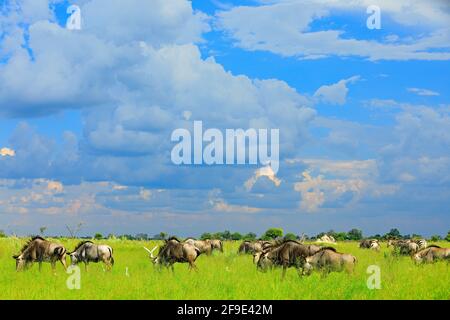 Le flétrissement bleu de course, Connochaetes taurinus, sur la prairie, grand animal dans l'habitat naturel au Botswana, Afrique. Paysage africain avec grand gris a Banque D'Images