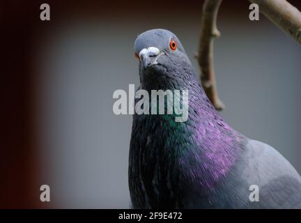 Pigeons de Feral (Columba livia domestica), également appelés colombes de ville, pigeons de ville, ou pigeons de rue. Banque D'Images