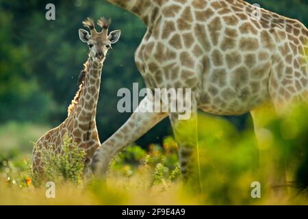 Jeune girafe avec maman et lever du soleil le matin. Végétation verte avec portrait d'animal. Scène sauvage de la nature. Lumière orange dans la forêt, Okavango, B Banque D'Images