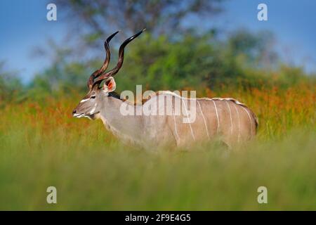 Grand kudu, Tragelaphus strepsiceros, antilope beau avec cornes en spirale. Animal dans l'habitat de prairie verte, delta d'Okavango, Moremi, Botswana. Ku Banque D'Images