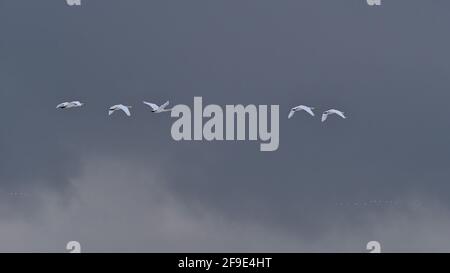 Troupeaux d'oiseaux de cygne de couleur blanche (cygnus cygnus, également cygne commun) avec des chênes jaunes volant sur la côte sud de l'Islande à la fin de l'hiver. Banque D'Images