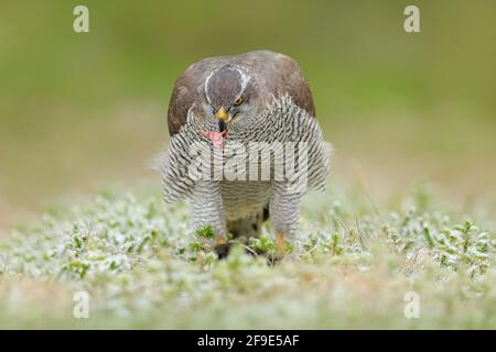 Goshawk, Accipiter gentilis, se nourrissant de l'écureuil foncé tué dans la forêt. Oiseau de proie dans l'habitat forestier, hiver avec la première neige dans la baie verte Banque D'Images