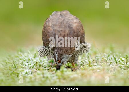 Goshawk, Accipiter gentilis, se nourrissant de l'écureuil foncé tué dans la forêt. Oiseau de proie dans l'habitat forestier, hiver avec la première neige dans la baie verte Banque D'Images