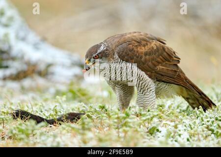 Goshawk, Accipiter gentilis, se nourrissant de l'écureuil foncé tué dans la forêt. Oiseau de proie dans l'habitat forestier, hiver avec la première neige dans la baie verte Banque D'Images