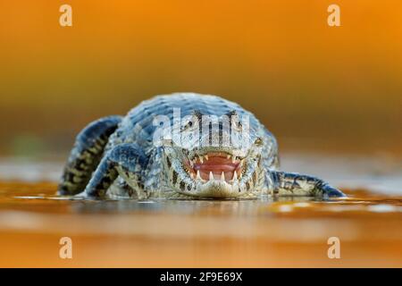 Yacaare Caiman, crocodile à museau ouvert avec de grandes dents, Pantanal, Brésil. Portrait détaillé du reptile danger. Banque D'Images