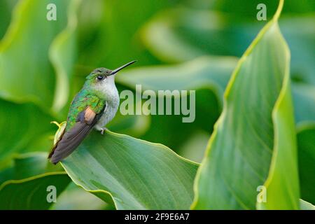 Euphérusa eximia, colibri à queue rayée, petit oiseau de Savegre, Cordillera de Talamanca, Costarica. Scène sauvage de la nature tropicale. Hummingbi Banque D'Images
