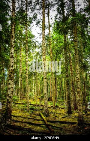 Une belle photo de forêt en automne. France Banque D'Images