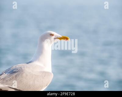 Gros plan avec un mouette. Portrait d'un oiseau mouette avec de l'eau de mer bleue en arrière-plan Banque D'Images