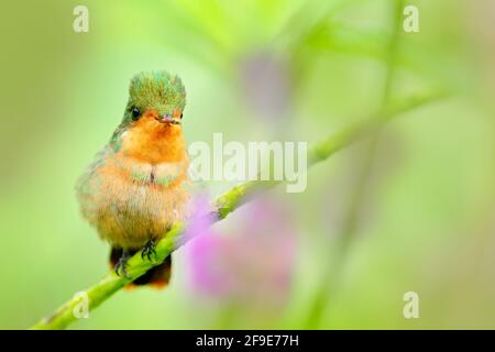 Coquette touffée, colibri coloré avec crête d'orange et col dans l'habitat de fleurs vertes et violettes. Oiseau volant à côté de fleur rose, GRE clair Banque D'Images