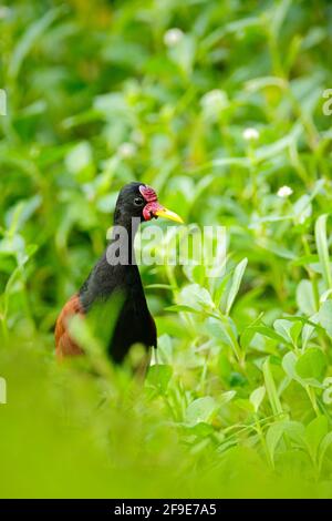 Jacana, wader Bird de Trinité-et-Tobago. Oiseau avec une longue jambe dans l'herbe d'eau. Jacana dans l'habitat, végétation verte. Magnifique Wader de Banque D'Images