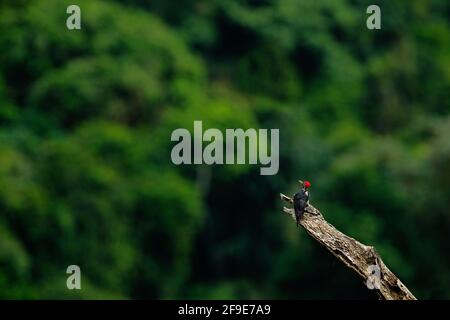 Pic ligné, Dryocopus lineatus, assis sur une branche avec trou de nidification, oiseau noir et rouge dans un habitat naturel, Costa Rica. Observation des oiseaux, South Am Banque D'Images