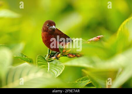 Tanager à bec argenté, Ramphocelus carbo, oiseau exotique de passerine de Trinité-et-Tobago. Scène de la faune de la forêt tropicale. Tanager assis sur le Banque D'Images