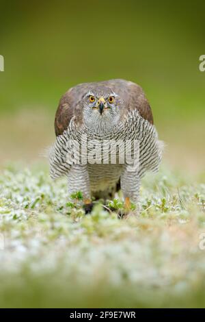 Goshawk, Accipiter gentilis, se nourrissant de l'écureuil foncé tué dans la forêt. Oiseau de proie dans l'habitat forestier, hiver avec la première neige dans la baie verte Banque D'Images