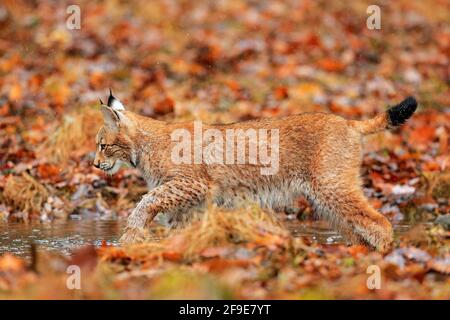 Chat dans la nature d'automne. Lynx marchant dans les feuilles d'orange. Animal sauvage caché dans l'habitat naturel, Allemagne. Scène sauvage de la forêt, Allemagne. Banque D'Images