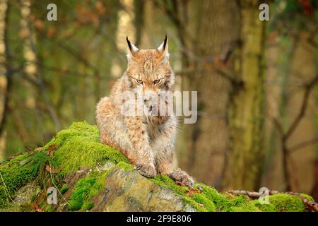 Paw de nettoyage pour chats sauvages. Lynx dans la forêt. Assis chat eurasien sur la pierre verte de mousse, vert en arrière-plan. Chat sauvage dans leur habitat naturel, Pologne, E Banque D'Images