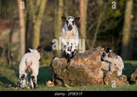 Agneau dans un champ d'herbe au printemps, North Yorkshire, Angleterre, Royaume-Uni Banque D'Images