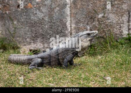Iguana à queue épineuse Ctenosaura similis à Uxmal, Yucatan, Mexique Banque D'Images