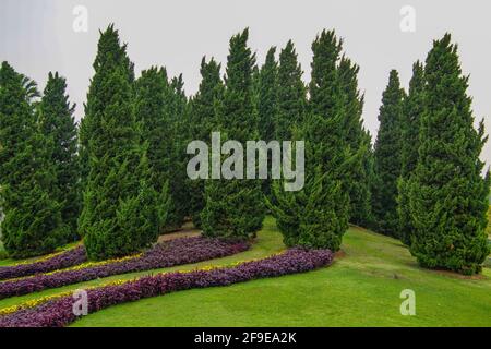 Vue naturelle sur les pins du parc royal Rajapruek, en Thaïlande Banque D'Images
