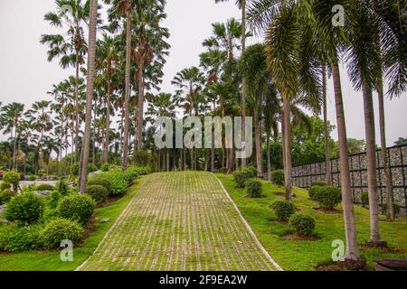 Vue naturelle sur les palmiers et les herbes vertes du parc Royal Rajapruek à Chiang Mai, en Thaïlande Banque D'Images