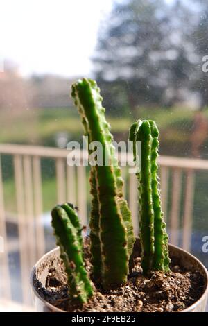 Cactus succulent intérieur devant une fenêtre avec lumière du soleil Banque D'Images