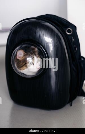 Adorable chat assis dans un sac à dos noir de forme ronde fenêtre et vue loin dans la maison Banque D'Images