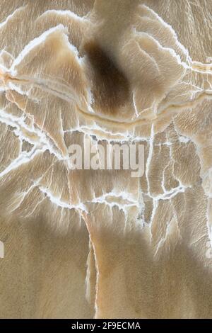 Texture de macro photographie de motifs et de couleurs dans un morceau de bois pétrifié (espèce Woodworthia) de la formation de Chinle en Arizona; environ 2 Banque D'Images