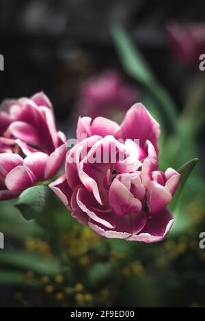 Gros plan de fleurs roses fleuries avec de doux pétales et feuilles vertes Banque D'Images