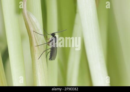 Adulte de champignon à ailes foncées, Gnat, Sciaridae sur le sol. Ce sont des ravageurs communs qui endommagent les racines des plantes Banque D'Images