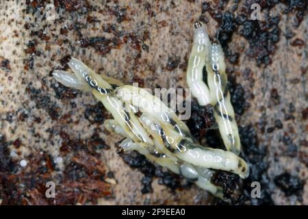 Le champignon à ailes foncées gnat, les larves de Sciara (Sciaridae) Banque D'Images