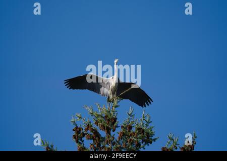 un héron gris se trouve sur un immense conifères et bascule ses grandes ailes Banque D'Images