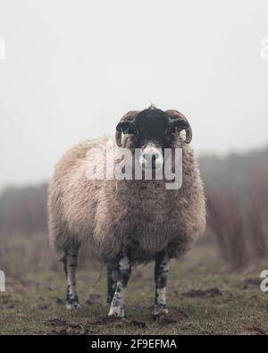 Portrait d'un beau mouton dans un champ Banque D'Images