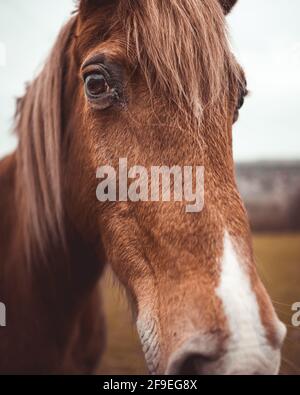 Gros plan portrait d'un cheval dans un champ Banque D'Images
