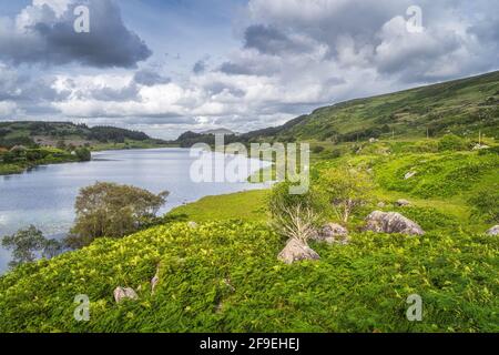 Beau lac, Looscaunagh Lough, avec fougères vertes, buissons et entouré par les collines de Molls Gap, MacGillycuddys Reeks, Ring of Kerry, Irlande Banque D'Images