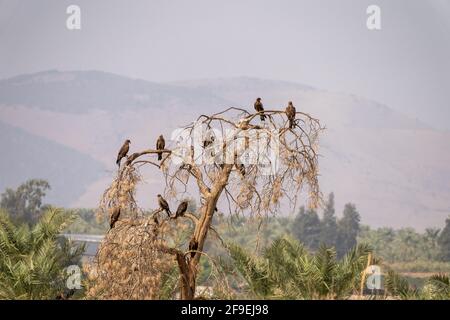 Cerf-volant noir (Milvus migrans) sur un sommet d'arbre photographié à la réserve naturelle de Hula Valley, Israël, en novembre Banque D'Images