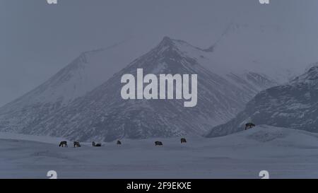 Petit troupeau de rennes en roaming (rangifer tarandus) dans la neige profonde près de Jökulsárlón, parc national de Vatnajökull, dans le sud de l'Islande, en face des montagnes. Banque D'Images