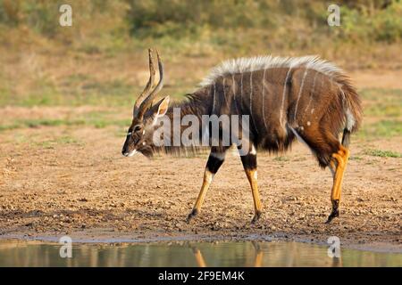 Antilope nyala mâle (Tragelaphus angasii), Mkuze game reserve, Afrique du Sud Banque D'Images
