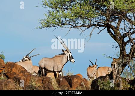 Les antilopes gemsbok (Oryx gazella) dans l'habitat naturel, Mokala National Park, Afrique du Sud Banque D'Images
