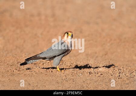 Un red-necked falcon (Falco chicquera) assis sur le sol, désert du Kalahari, Afrique du Sud Banque D'Images