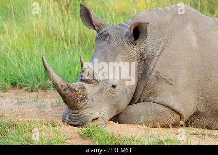 Portrait d'un rhinocéros blanc (Ceratotherium simum) reposant dans un habitat naturel, Afrique du Sud Banque D'Images