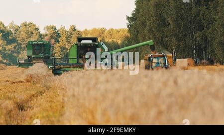 Varsovie, Pologne 10.08.2020 - déchargement d'une moissonneuse-batteuse dans la remorque du tracteur pour le transport. Épis de blé au premier plan. Une autre récolteuse peut être vue dans le travail au champ. Banque D'Images