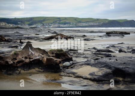 Forêt préhistorique submergée, Borth, pays de Galles, révélée par les mers de tempête Banque D'Images