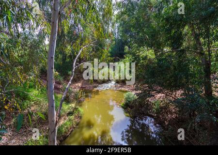 L'eau coule dans la rivière Yarkon entre de grands eucalyptus, près de Petah Tikva, Israël Banque D'Images